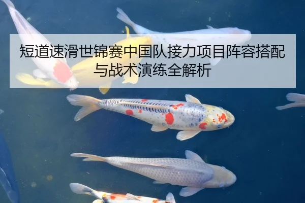 短道速滑世锦赛中国队接力项目阵容搭配与战术演练全解析